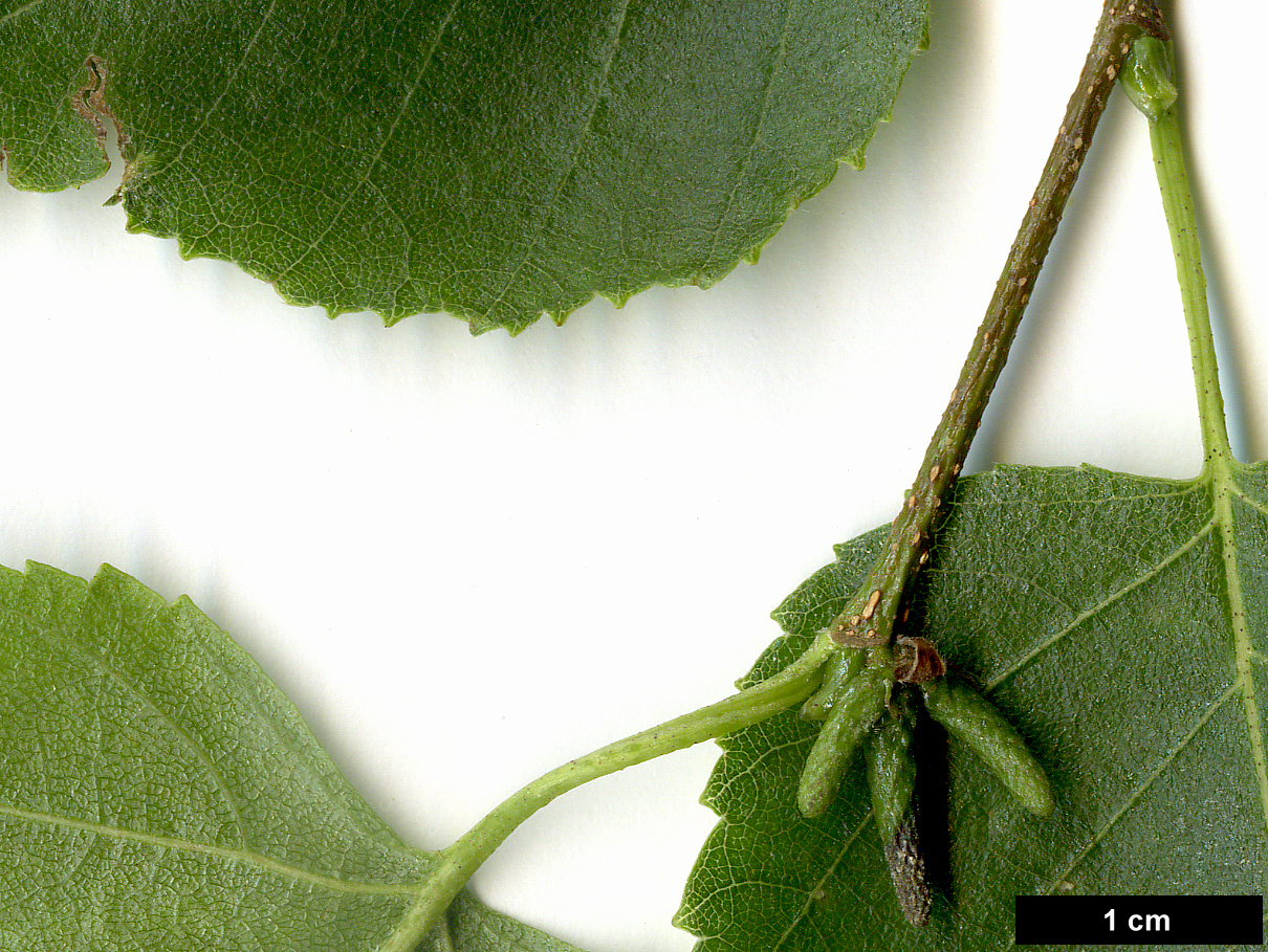 High resolution image: Family: Betulaceae - Genus: Betula - Taxon: pendula - SpeciesSub: subsp. mandshurica